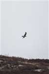 Radio tracked female Hen harrier in flight