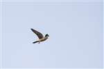 Male Kestrel in flight