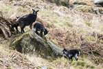 Feral goat family