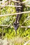 Adult male Adder with forked tongue