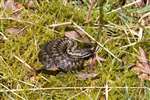 Adult male Adder coiled up
