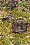 Adult male Adder coiled up