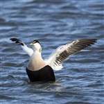 Male Eider Duck wing-flapping display