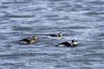 Long-tailed duck group