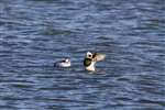 Long-tailed duck pair