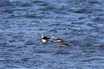 Long-tailed duck group