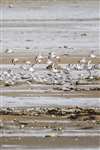 Sanderling flock landing