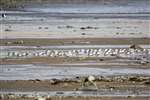 Sanderling flock feeding