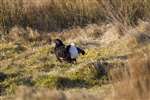 Black grouse lekking
