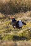 Black grouse lekking