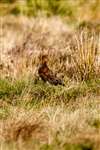 Male Red grouse