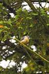 Nuthatch, the Hirsel