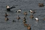Flock of Eider ducks and drakes on the sea