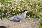 Arctic tern, Isle of May