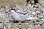 Arctic tern, Isle of May