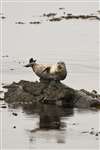 Common seal, Machrihanish