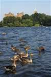 Linlithgow Palace, Greylag geese