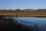 Mersehead wetland marsh habitat