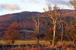 Mersehead - regeneration of woodland, with Criffel in evening light behind