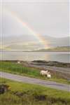 Loch na Keal, Mull with rainbow and sheep