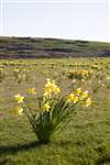 Daffodils, Coll
