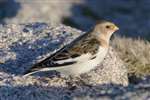 Snow Bunting in winter plumage