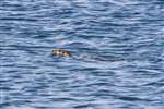 Otter swimming, Mull