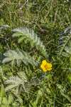 Silverweed, Coll