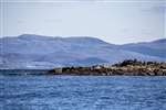 Cormorants and Great black backed gulls on the Cairns of Coll
