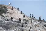 Shags and Cormorants, Cairns of Coll
