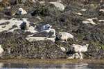 Common seals, Cairns of Coll