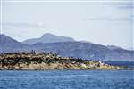 Shags, Cairns of Coll