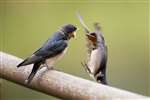 Swallow feeding young