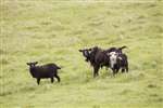 Shetland Sheep, Foula