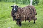 Shetland sheep, Foula