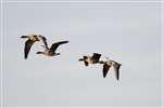 Pink-footed geese flying, Loch of Strathbeg