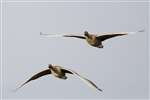 Pink-footed Geese flying, Loch of Strathbeg
