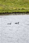 Red-throated divers on the Mill Loch, Foula
