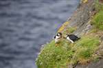 Puffins with nesting material, Foula