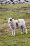 Shetland lamb, Foula