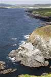Common guillemot colony and coastline, Sumburgh Head