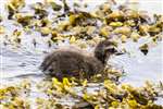 Eider Duckling, Shetland