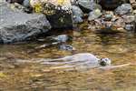 Otter swimming in river, Shetland