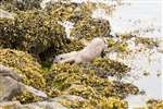 Otter coming out of the sea, Shetland