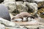 Otter entering culvert, Shetland