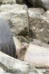 Otter entering culvert, Shetland