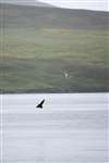 Arctic skua chasing Arctic tern, Shetland