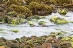 Otter swimming in river, Shetland