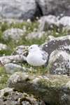 Common Gull, Shetland