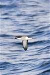Manx Shearwater flying on Firth of Clyde portrait
